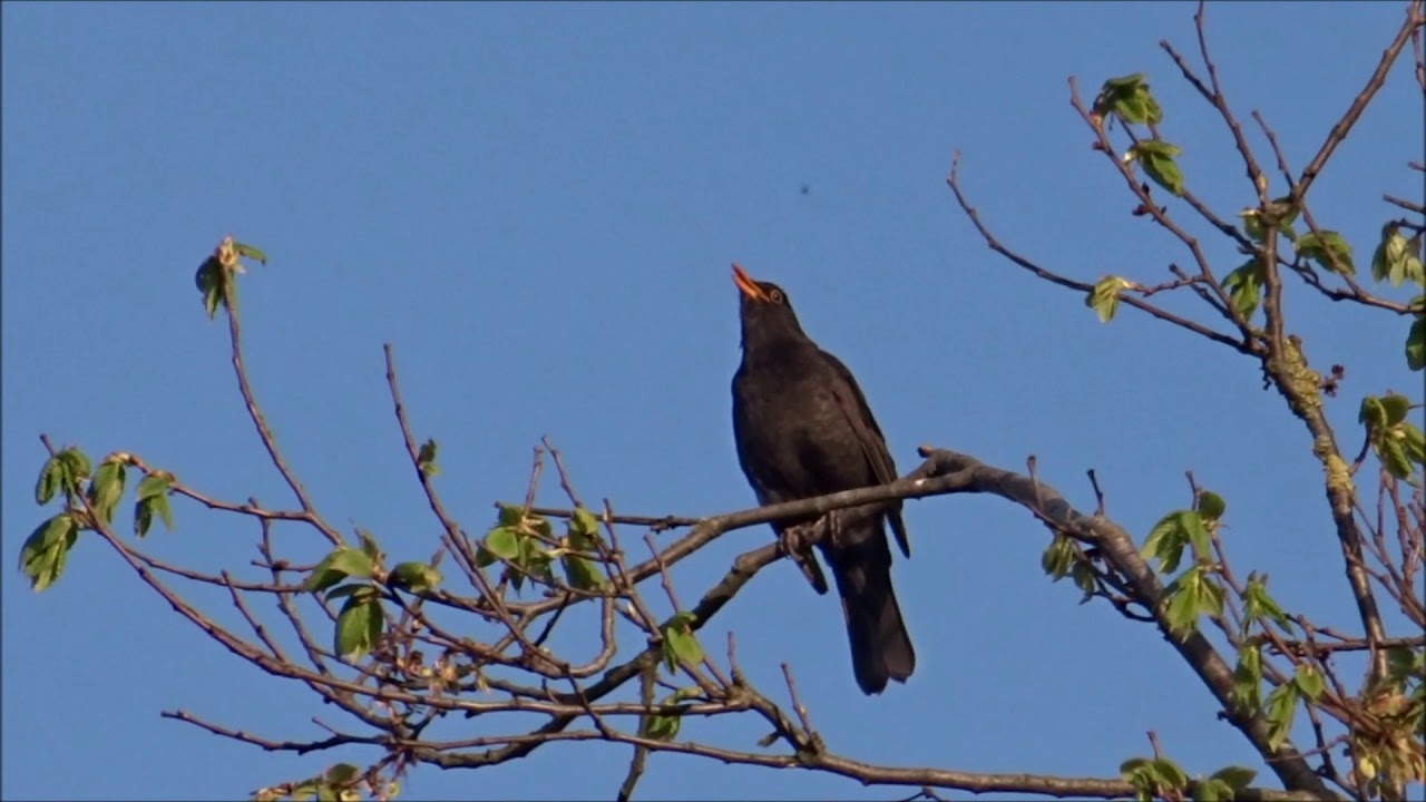 Abendlied der Amsel