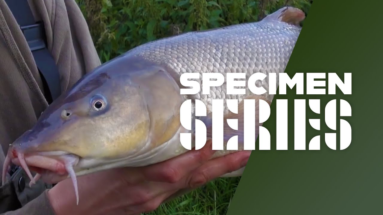 Big River Barbel Fishing - Tips & Tactics