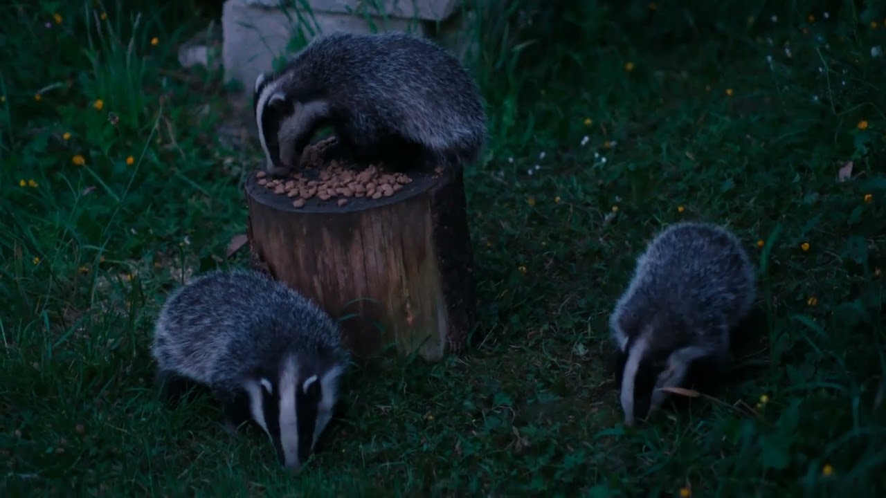 Baby Badgers Feeding in my garden