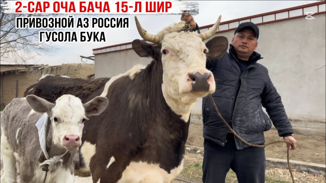 15-л ШИР ГУСОЛА БУКА 2-САР ОЧА БАЧА 10 февраля 2026 г.