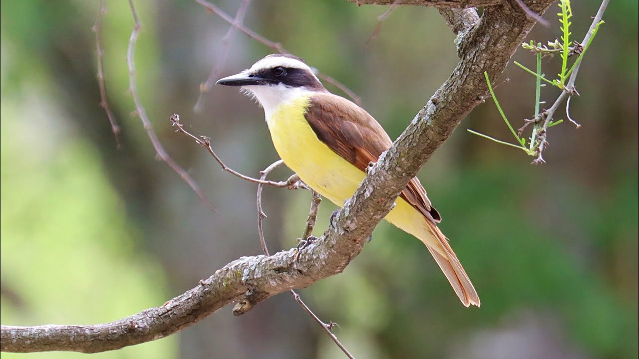 Resaca De La Palma World Birding, Palo Alto Battlefield Hist Site+More Part 5/5