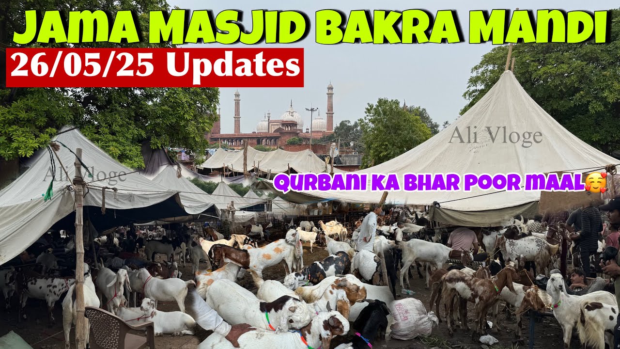 Jama Masjid Bakra Mandi 2025 Latest Update |Bakra Mandi Delhi | 2025 Jama Masjid Bakra Mandi