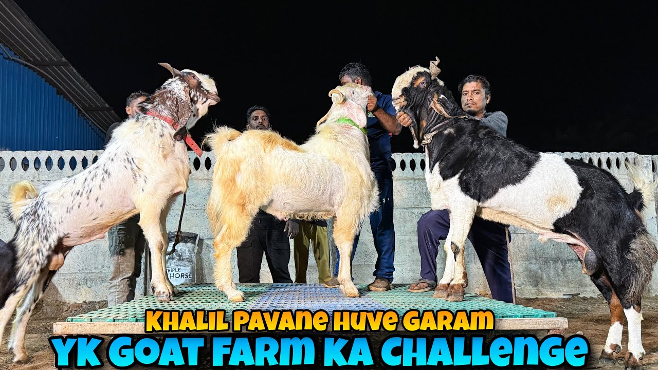 KHALIL PAVANE ka CHALLENGE | YK Goat Farm ka Palai RESULT | BIG KOTA & MALWA