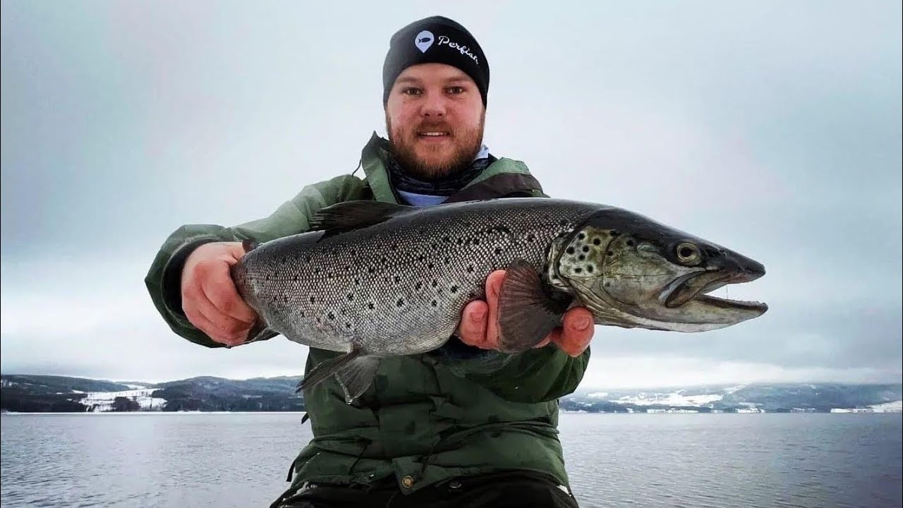 Storørret fiske i Mjøsa fra land i januar!