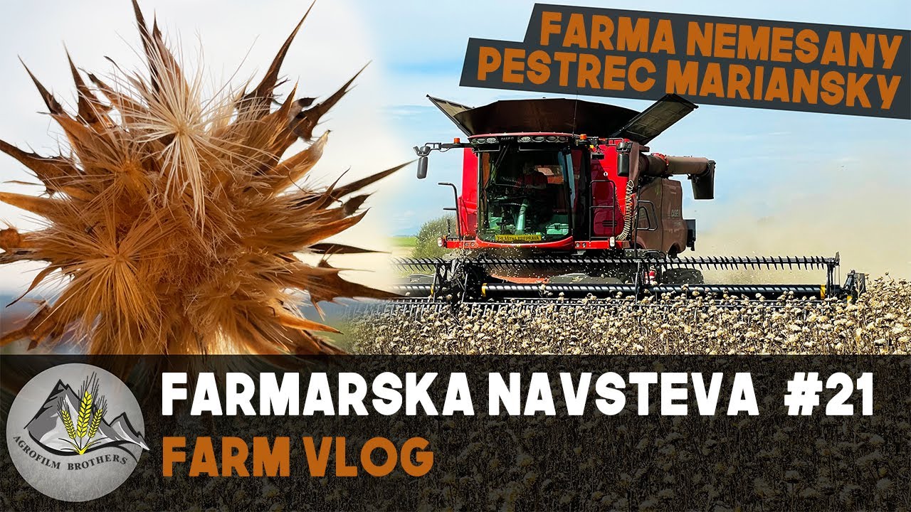 Mlátime PESTREC [ FARMÁRSKA NÁVŠTEVA #21 ] Jednoduchosť kombajnu CASE vyhráva na farme NEMEŠANY