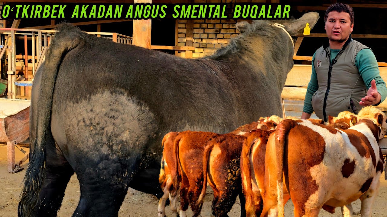 ANGUS SMENTAL BUQALAR🛑 OʻTKIRBEK AKADAN SFAT DAXSHAT NARHLARI JUDA ARZON 👍✅️