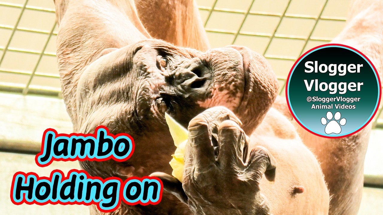 7 Metres High – Jambo Holds On Despite Twisted Toes