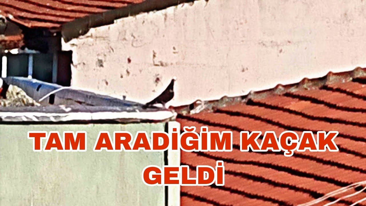 TAM ARADIĞIM KAÇAK BASKA GELDİ KUŞ BİBLO RESMEN