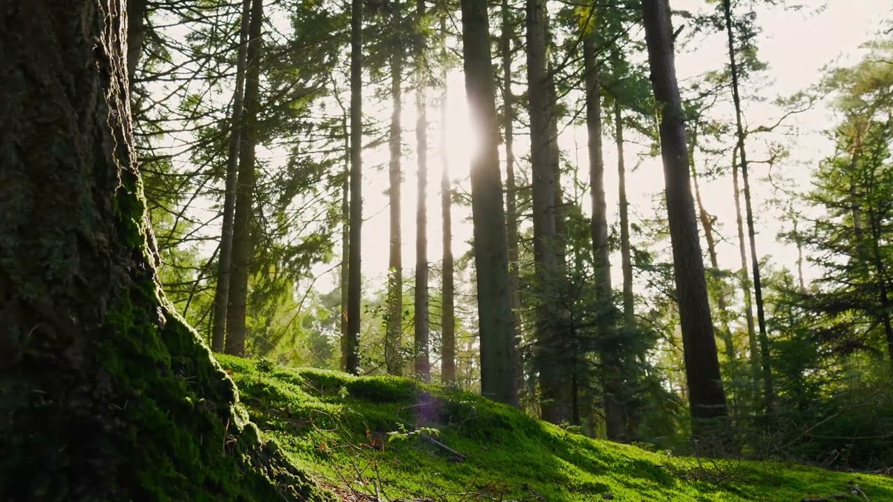 🎧🦜🌲Relaxing Bird Sounds In The Forest | Nature Sounds |1 Hour| Relaxation, Sleep and Focus | NO ADS