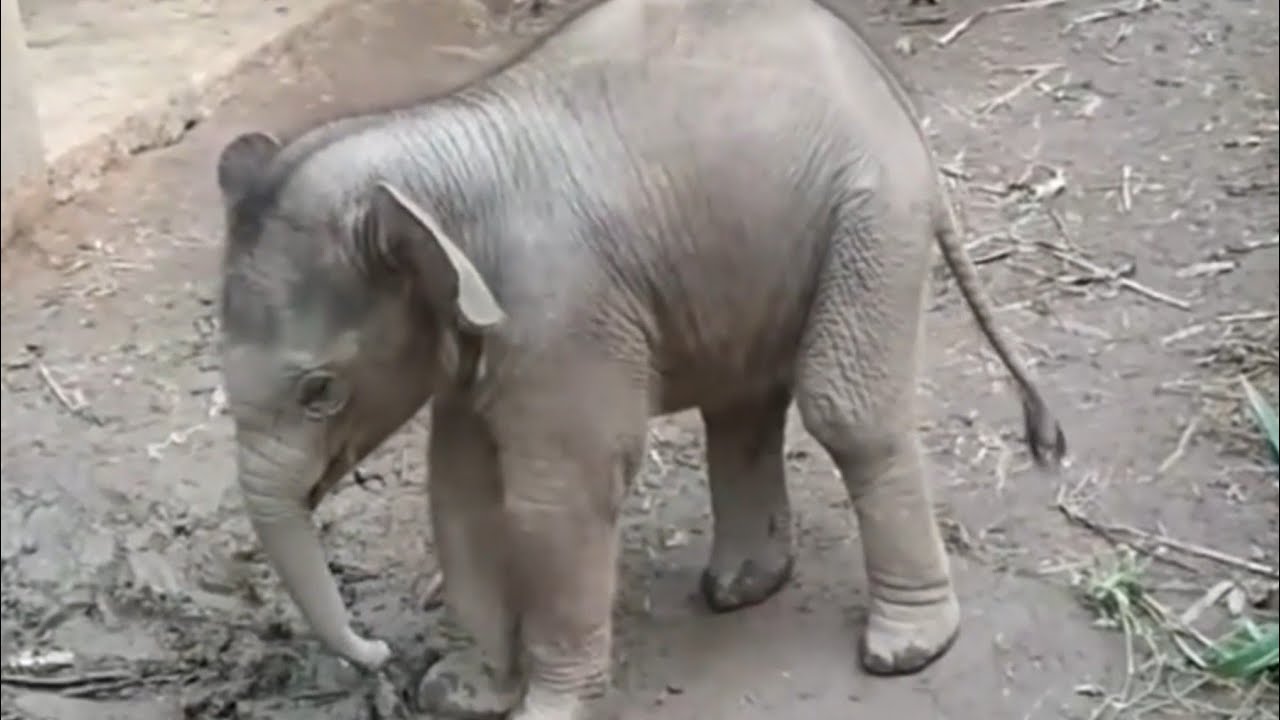 Cute Baby Elephant Protects Mom From the Chicken!