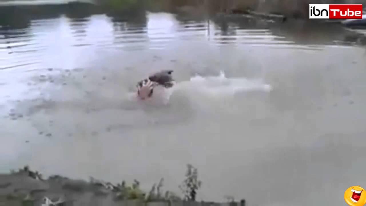 Un brave chien plonge pour sauver son maitre - iBNTube