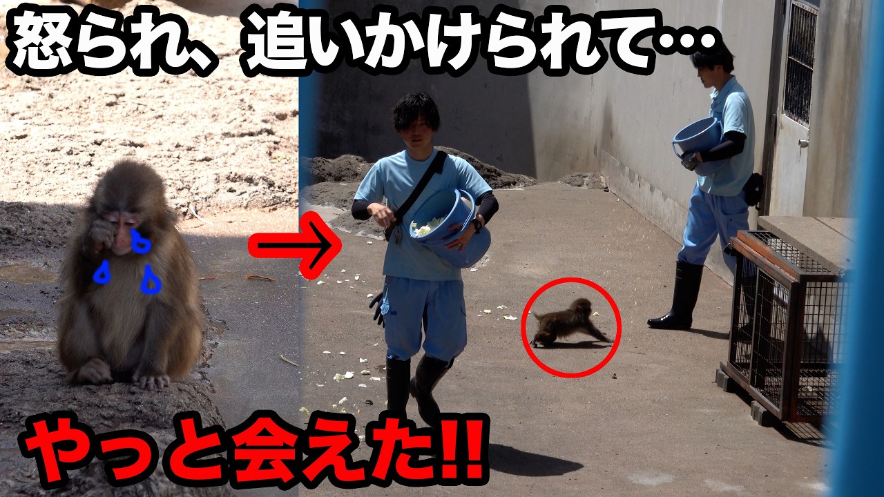 朝怒られて泣き、ランチの前には悲鳴をあげて逃げるパンチくん&hellip; 4月12日の朝からランチタイムまでのダイジェスト 市川市動植物園 の子ザル「パンチくん」Punch the monkey 4K