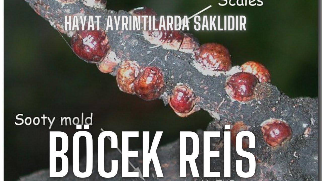 Kayısıları kurutan kabuklu bitler/Yürüyen Koşniler #BöcekReis (cochineal)