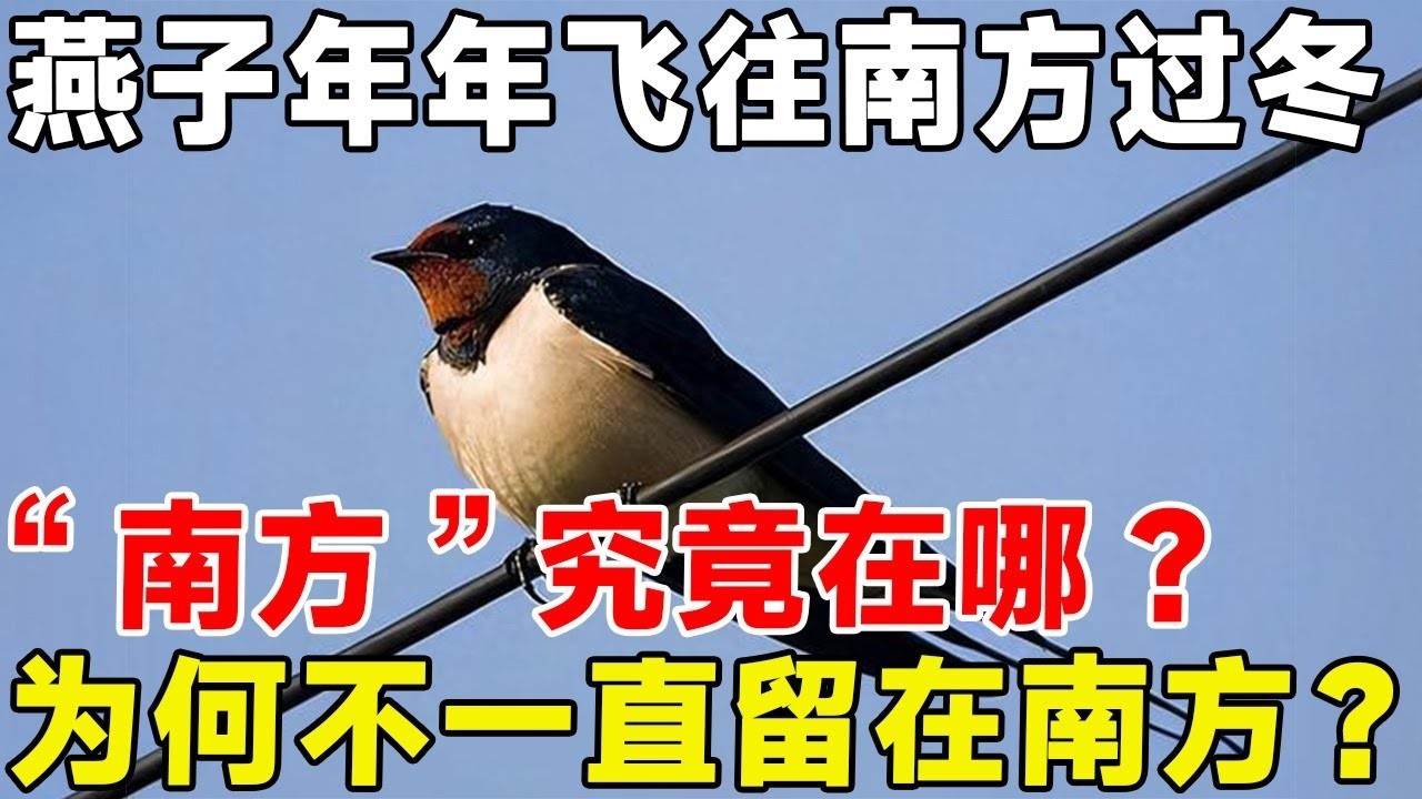 燕子年年飛往南方過冬，「南方」究竟在哪裡？為何不一直留在南部？ #科普 #科普頻道#動物 #燕子