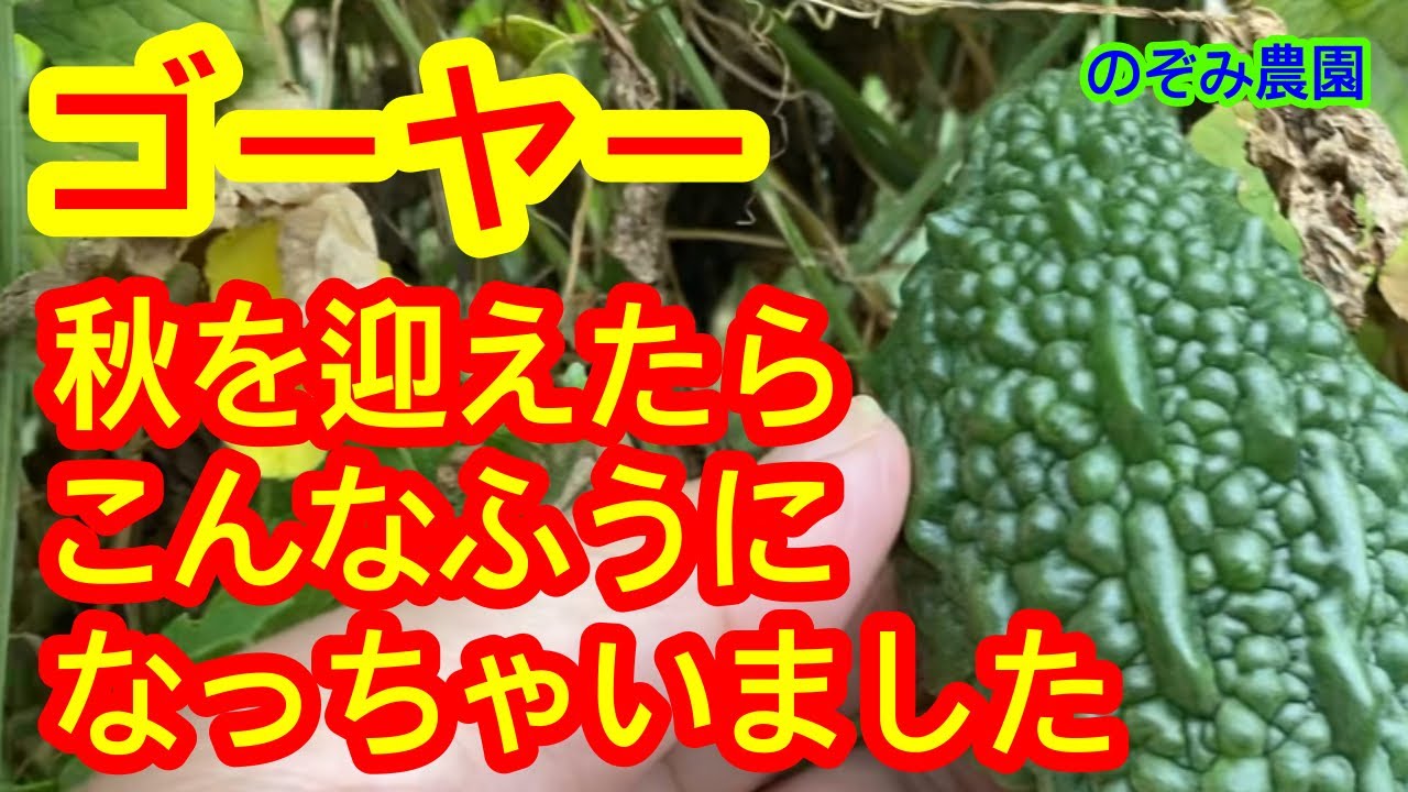 【ゴーヤー】遂に最終盤！秋になるとゴーヤーは、こんなふうに変化します。