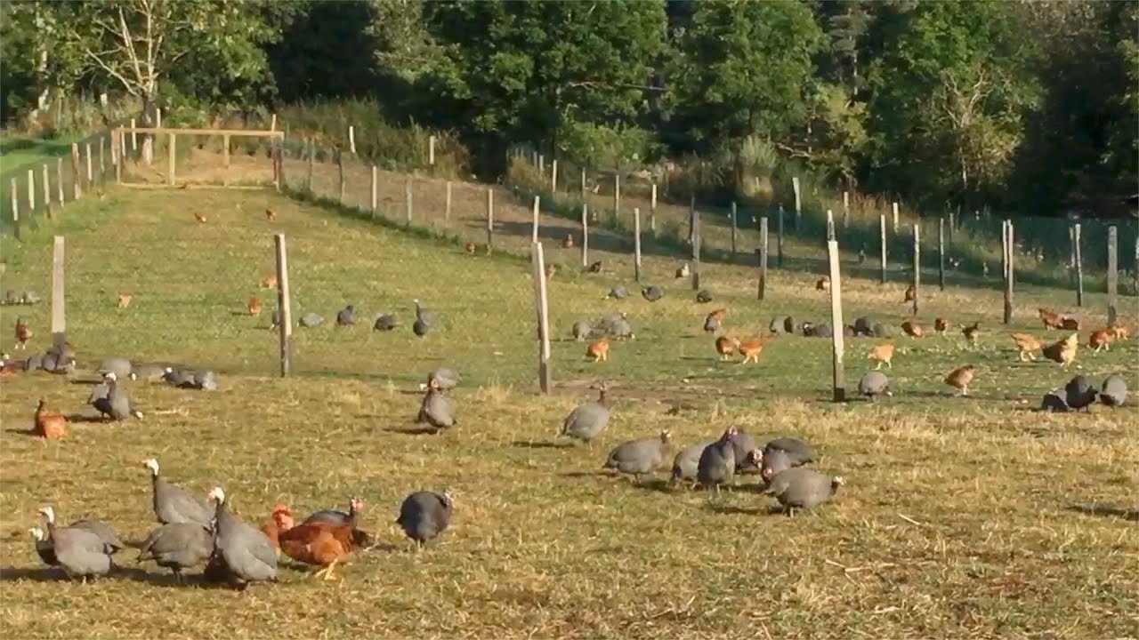 Elevage de volailles.  Christian Chandy.  Trémolet-Usson-en-Forez