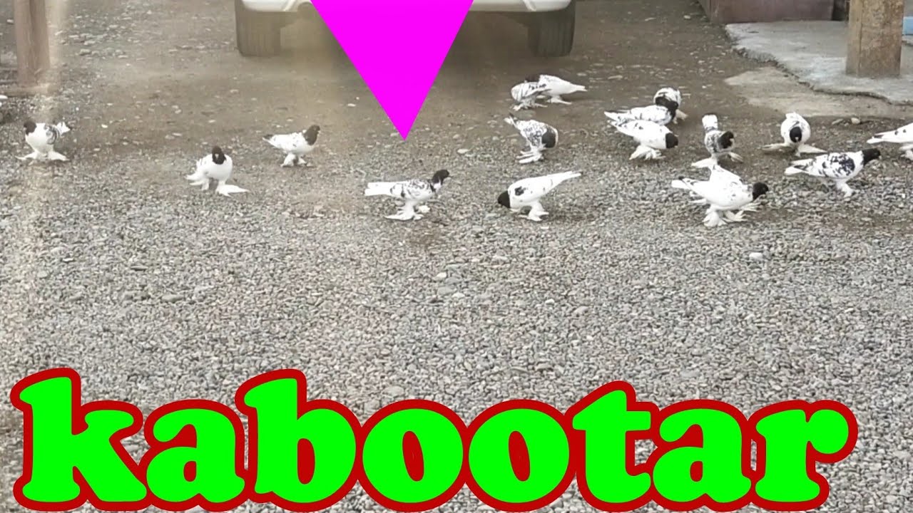 kabutarlar Namanganda tomosha