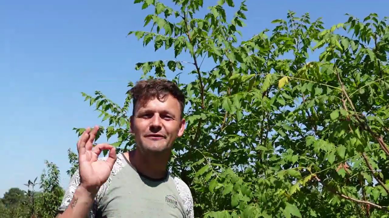 Toekomstbomen tegen hitte en droogte als een natuurlijke airco