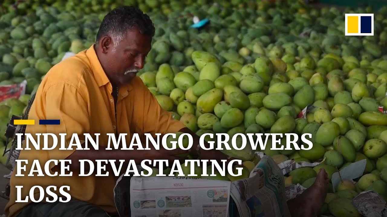 India&rsquo;s mango industry faces most devastating crop loss in 50 years because of extreme weather