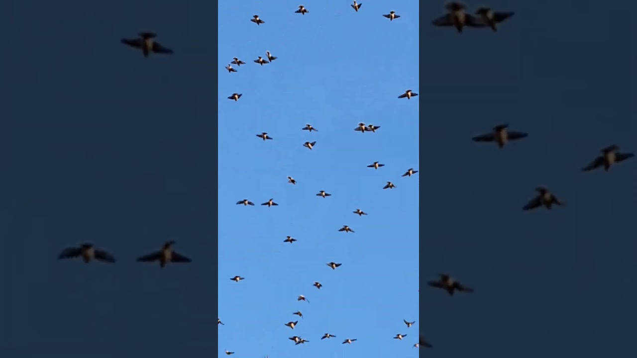 Стая свиристель птицы хохолком 