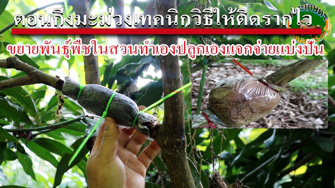 ตอนกิ่งมะม่วงเทคนิกให้ติดรากไว | SARAGASET