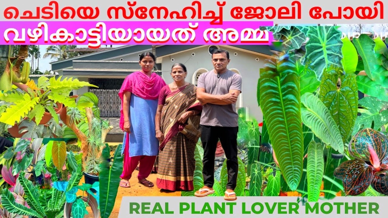 ചെടിയെ സ്നേഹിച്ചത് അമ്മ പക്ഷേ ജോലി കളഞ്ഞത് മകൻ😱The mother loved the plant but the son lost his job