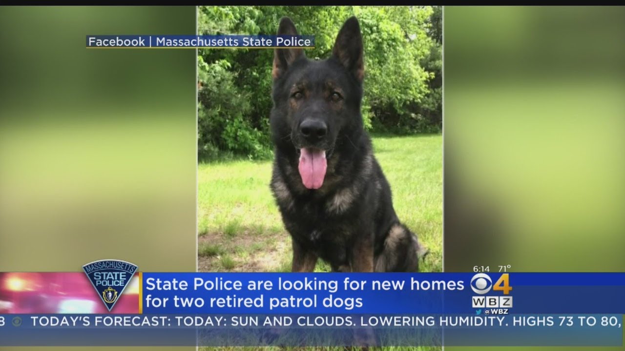 State Police Seek New Homes For Two Retired Patrol Dogs