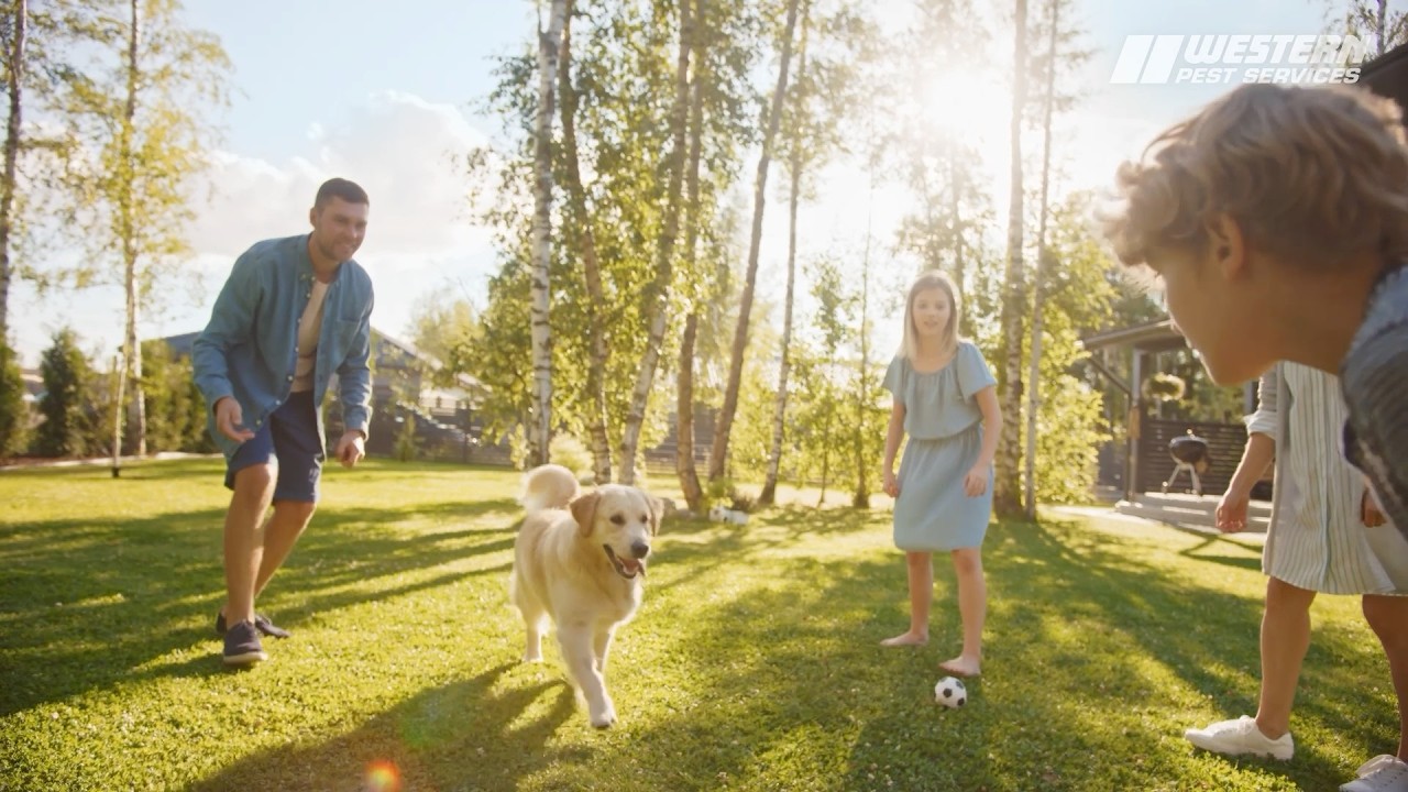 Protect Your Yard from Mosquitoes | Contact Western Pest Services