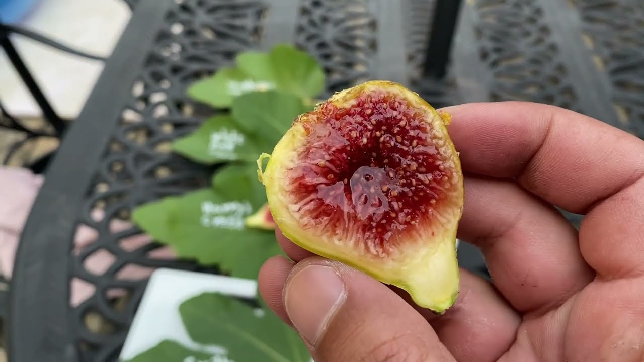 تين كرواتي سميث Smith Fig