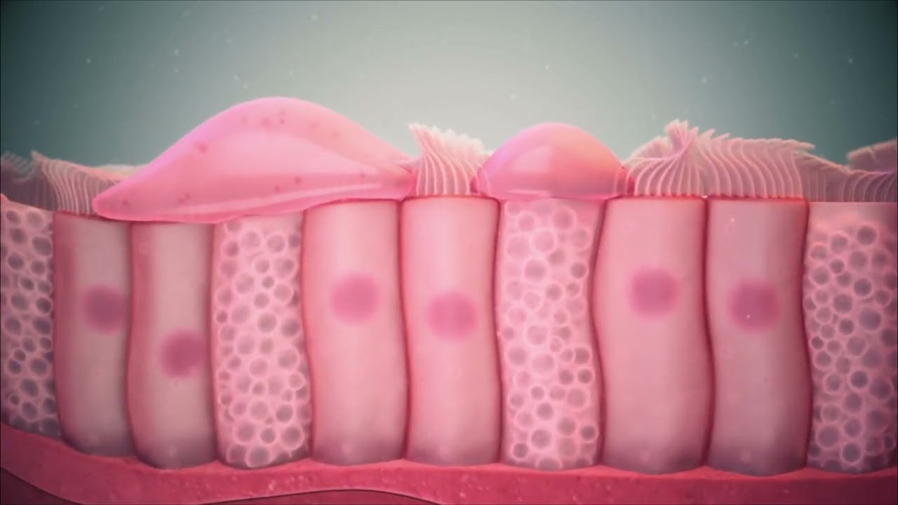 An Introduction to Epithelial Tissue