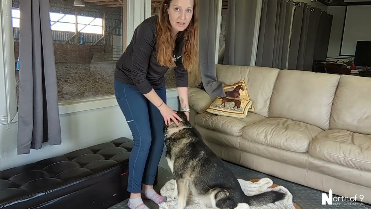 Sit stands for core & hind end strength