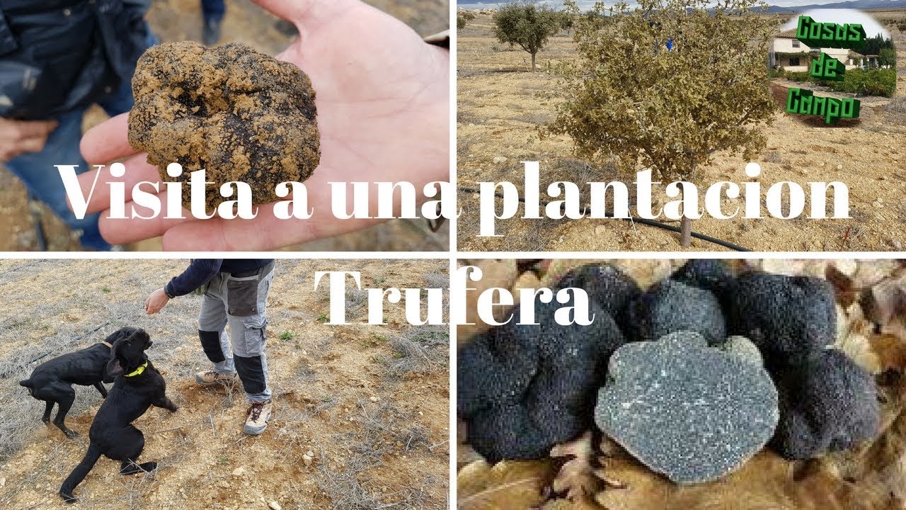 Cultivo de la trufa. Visita a una plantación trufera.