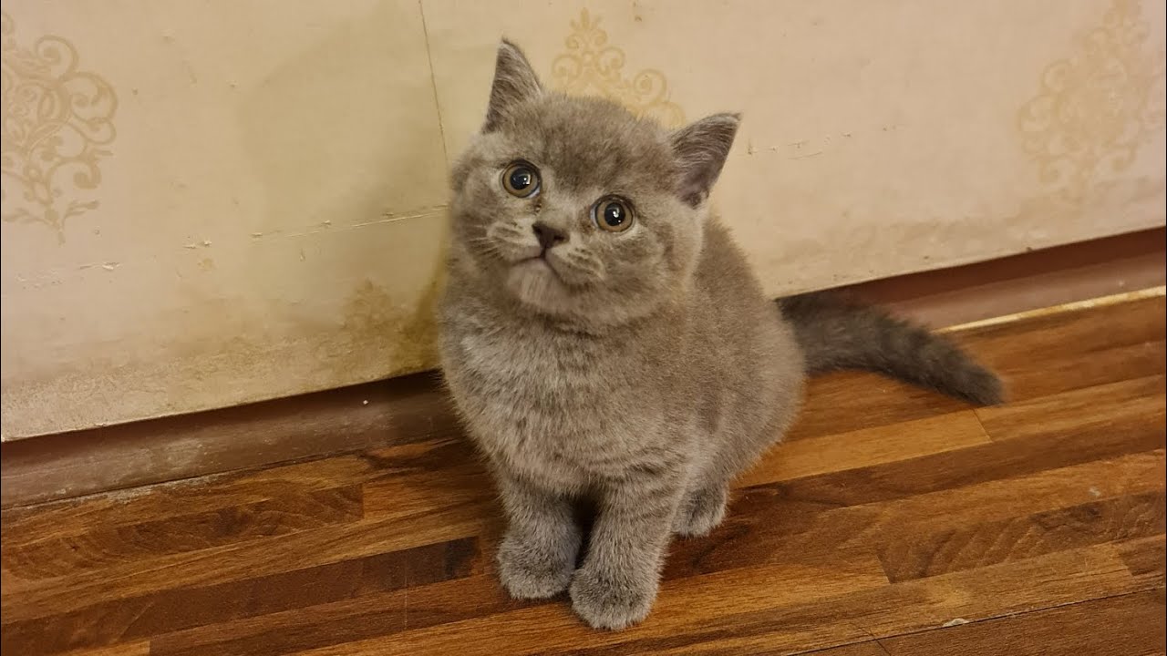 GIMANA SIH CARA MERAWAT BAYI KUCING BRITISH SHORTHAIR II 9 MENIT ILMU SEMUA