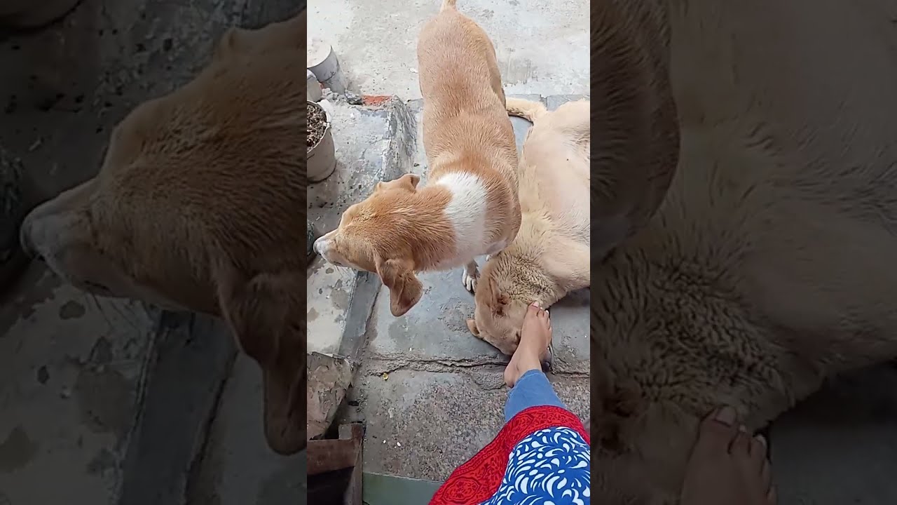 ranbir ko choro mjhe dularo di | alia-ranbir jodi #aliaranbir #aliadog #ranbirdog #tasteofdreamlife