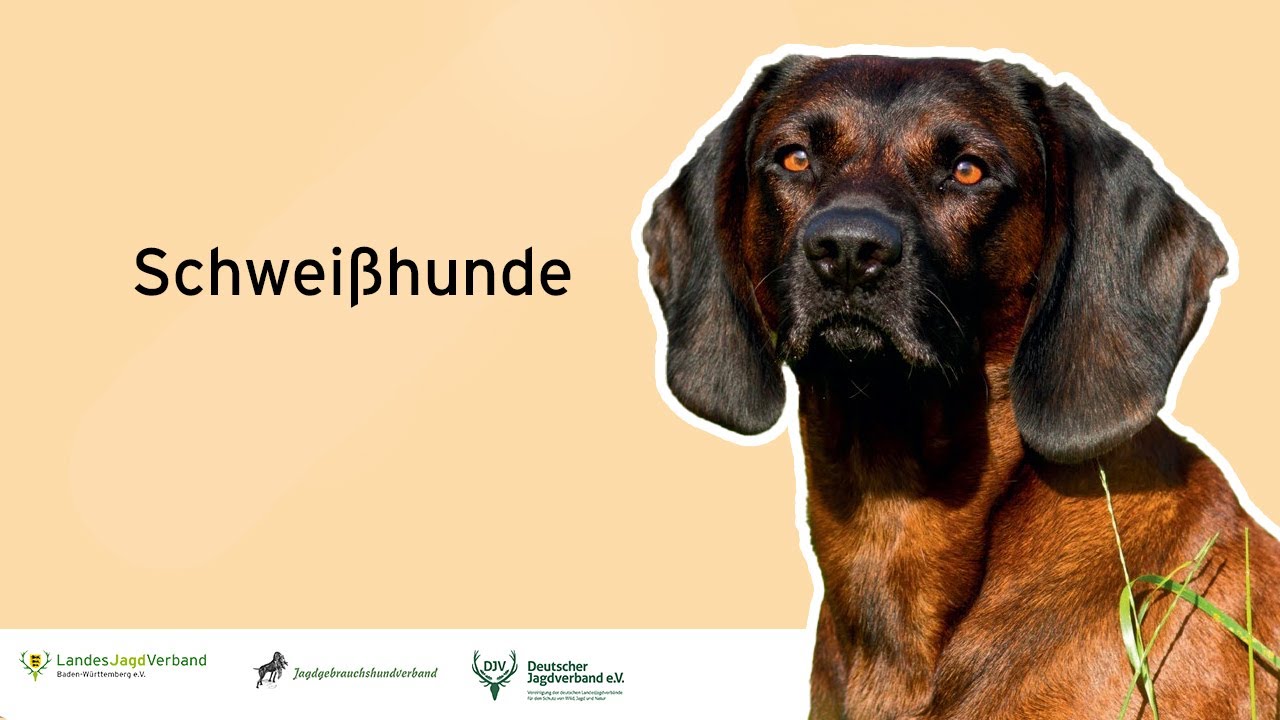 Schweißhunde - Online Jagdhundetag