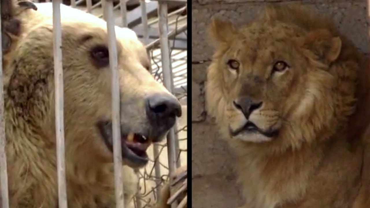 Bear And Lion Rescued From Iraq Zoo | The Dodo