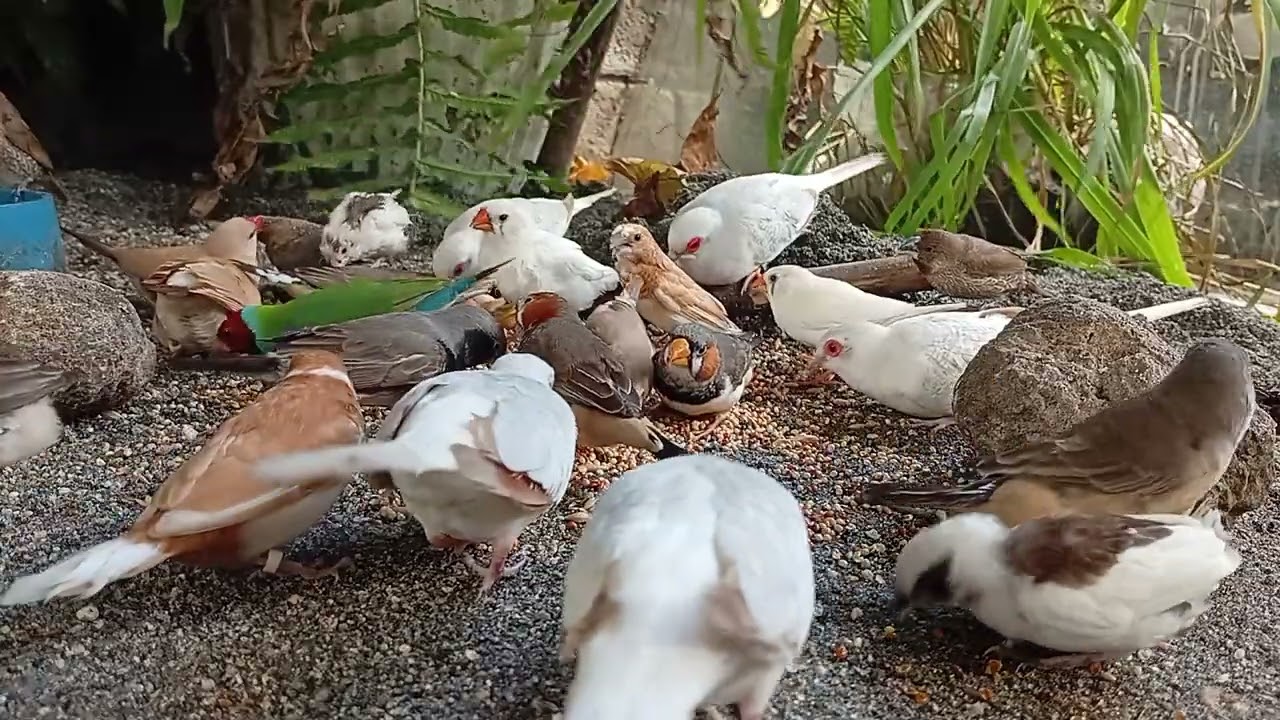 Stress relief medicine your health gouldian diamonddove diamondfiretail society finch 