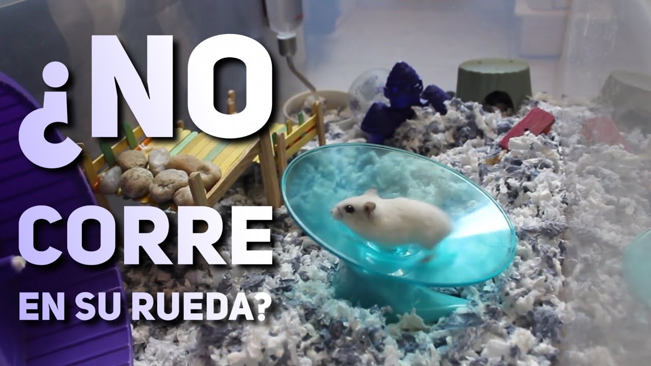 ¿Por qué mi hámster no corre en su rueda?