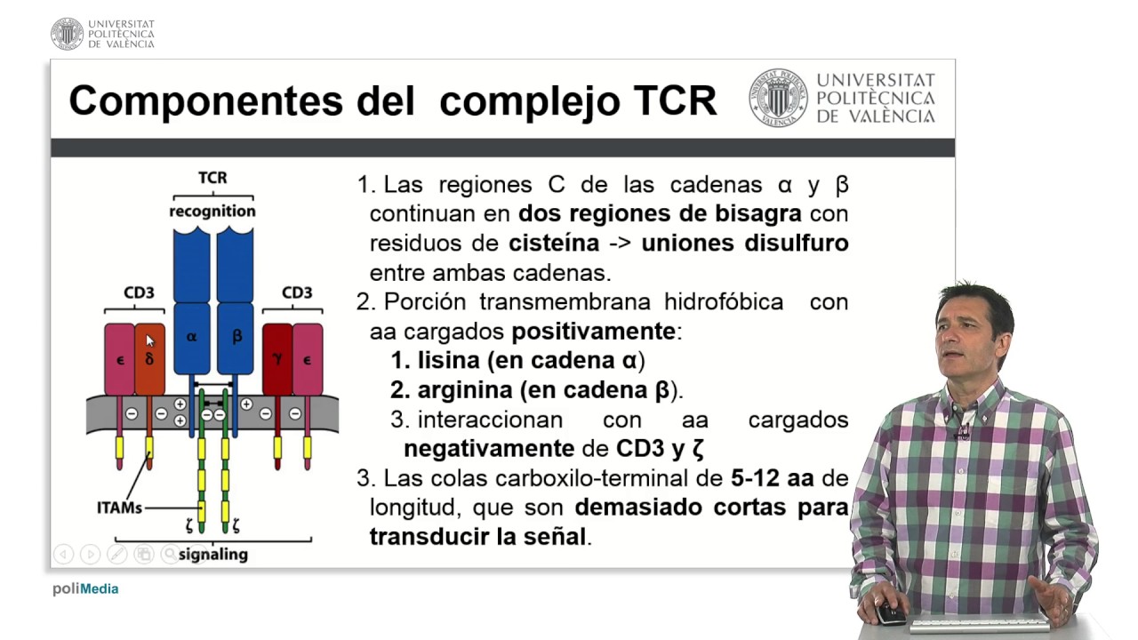 El complejo receptor de la célula T | 19/25 | UPV