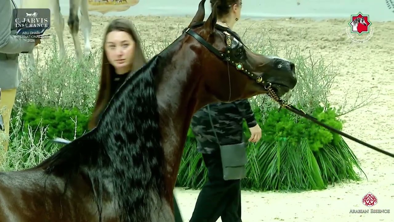 Abu Dhabi International AHC 2026   Senior Stallions Championship