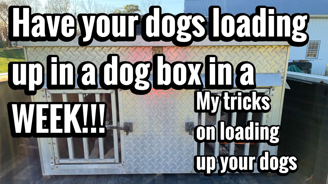 How to load your dogs up in a dog box.