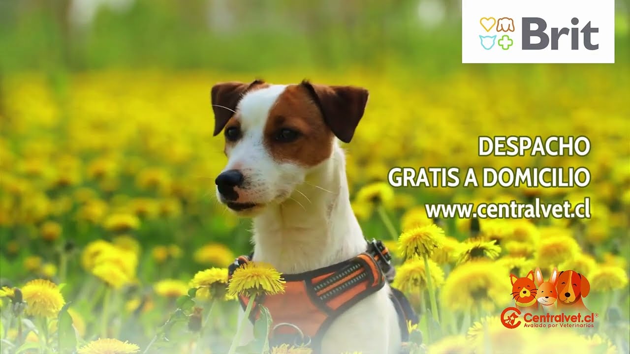 BRIT&reg;, el alimento para mascotas hecho con amor para su mejor cuidado y lo encuentras en Centralvet&reg;