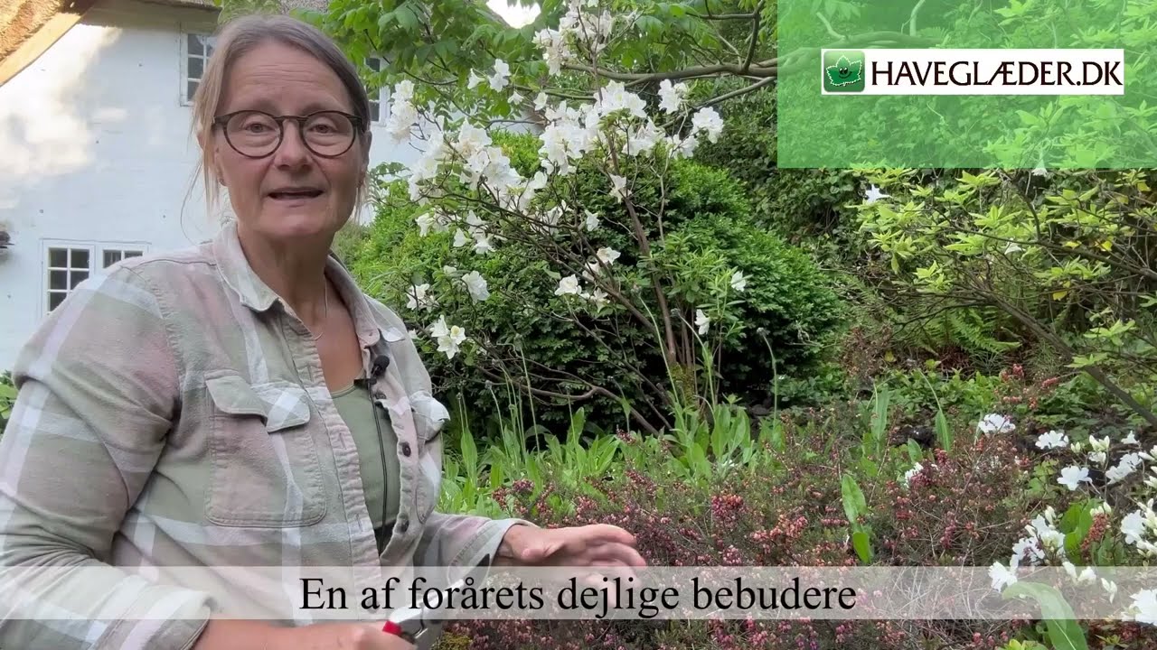 Sådan beskærer du lyng - og husk også at genbruge dem fra krukkerne