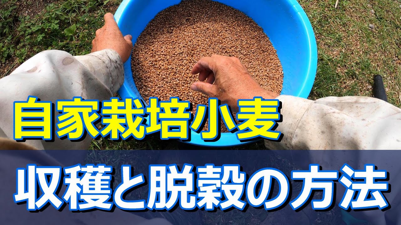 【小麦の自給自足】 自家栽培の小麦の収穫および脱穀