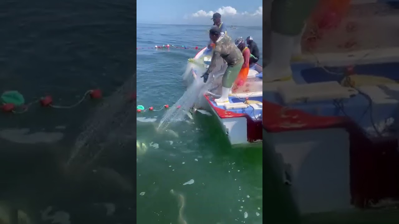 The Most Incredible Fishing Catches:Amazing Fishing 