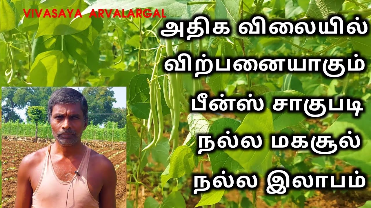 பீன்ஸ் சாகுபடி செய்து அசத்தும் விவசாயி |தோட்டக்கலை பயிர்|தினமும் வருமானம்
