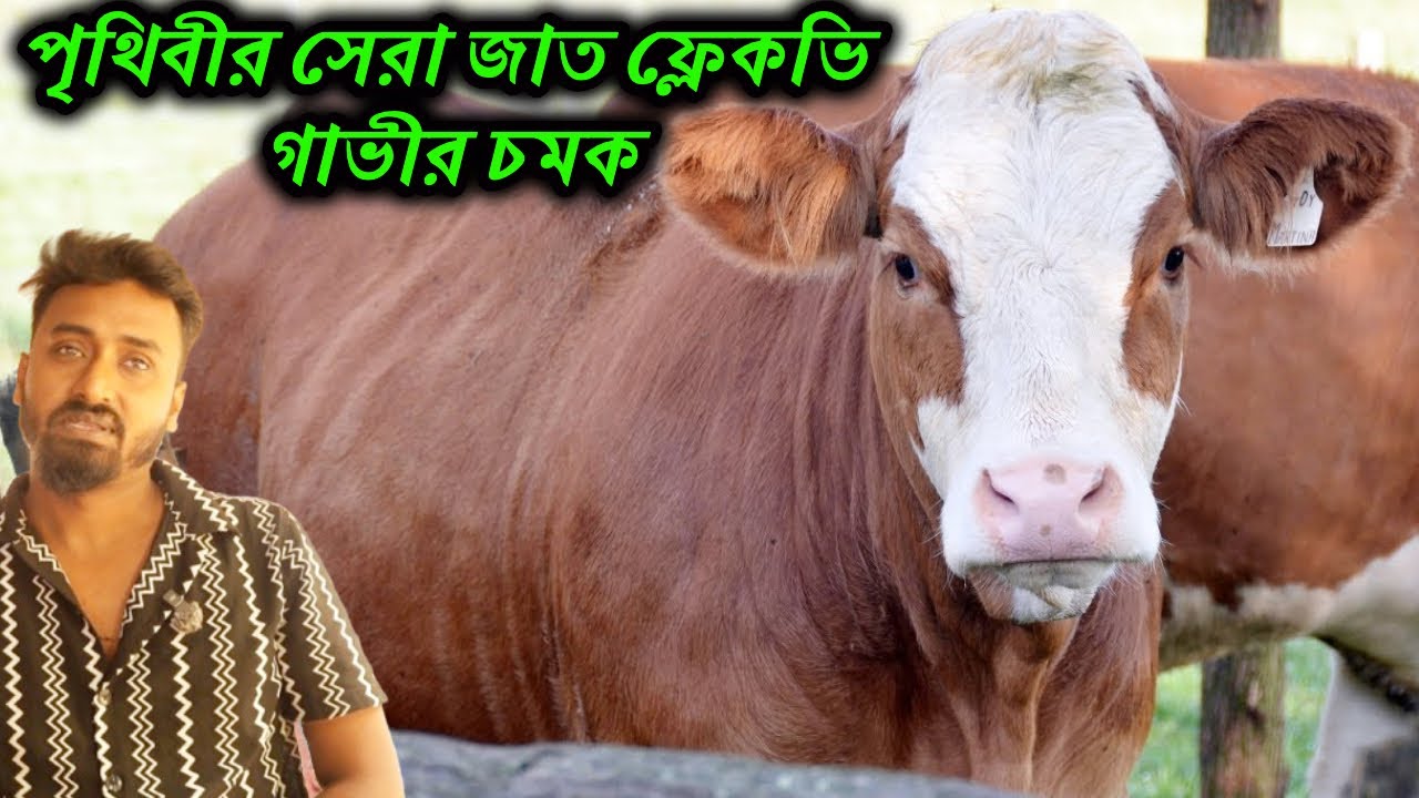 পৃথিবীর সেরা জাত ফ্লেকভি গাভীর চমক