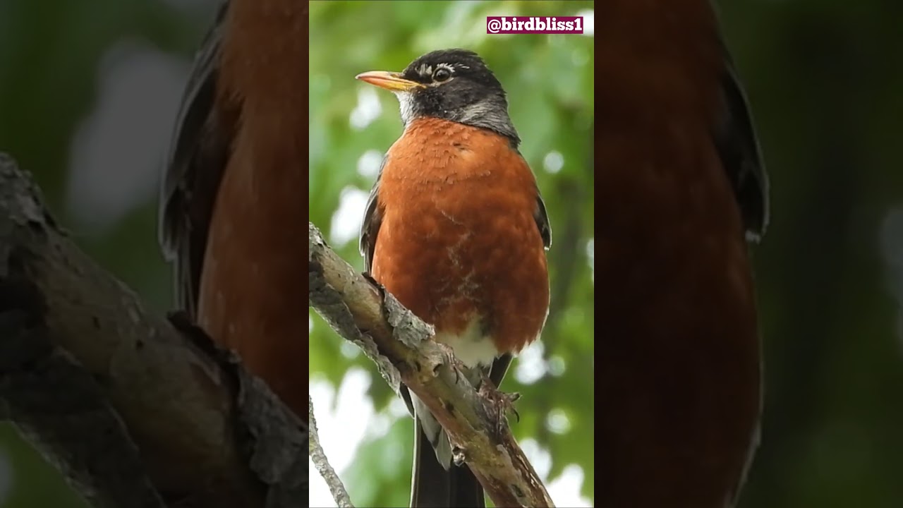 Robin Bird Song