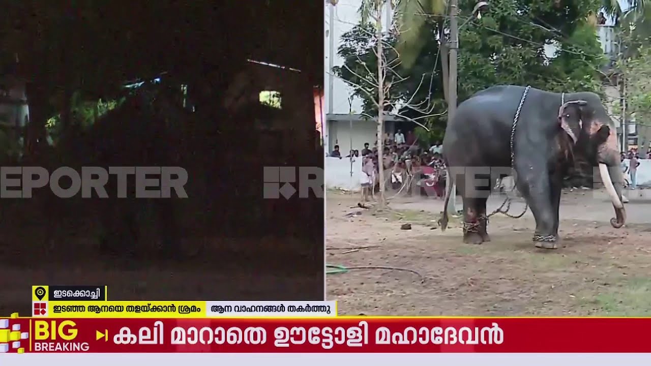 മണിക്കൂറുകളായി ഇടകൊച്ചി മുൾമുനയിൽ; ആനയെ തളയ്ക്കാനാകാതെ പാപ്പാന്മാർ  | Uttoly Mahadevan