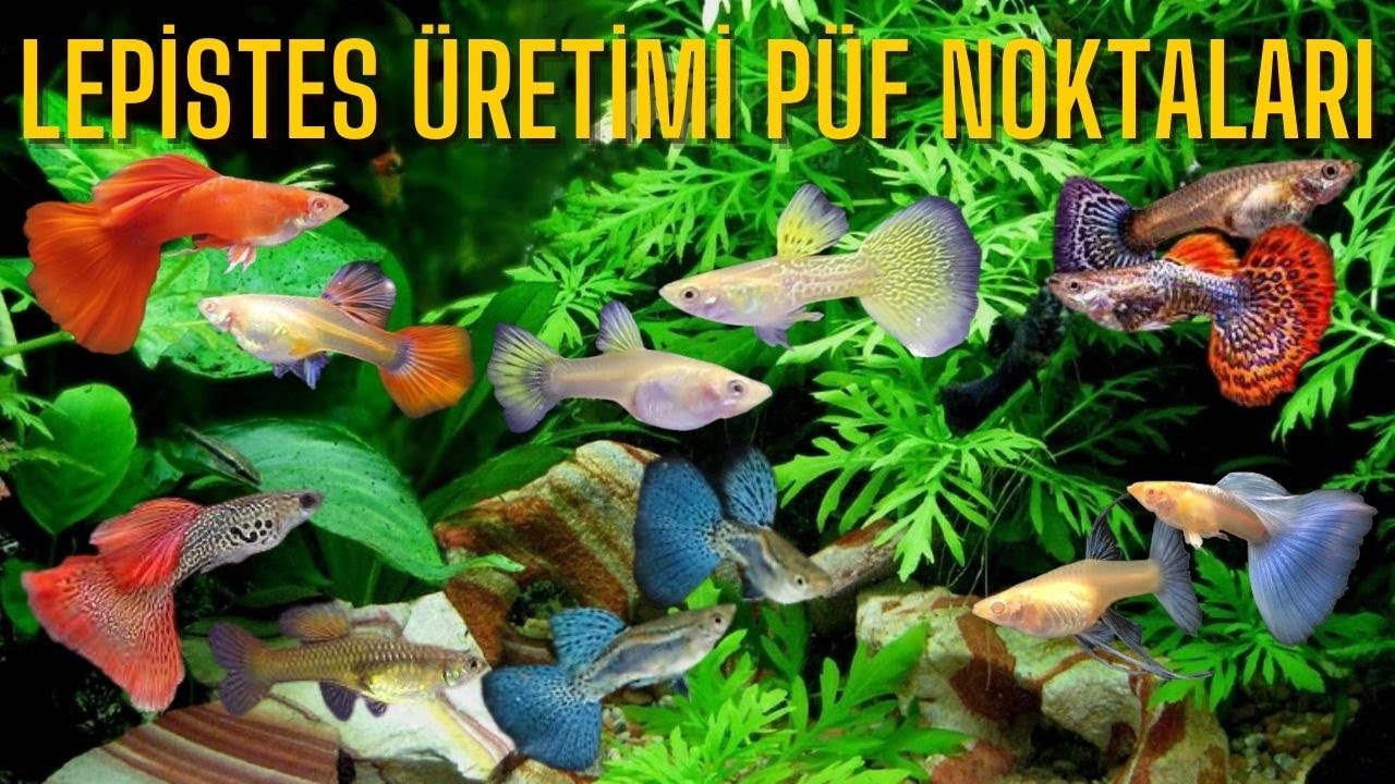 🔍 Lepistes Üretimi İçin En İyi Yöntemler: Başlangıç Rehberi 📚🐡